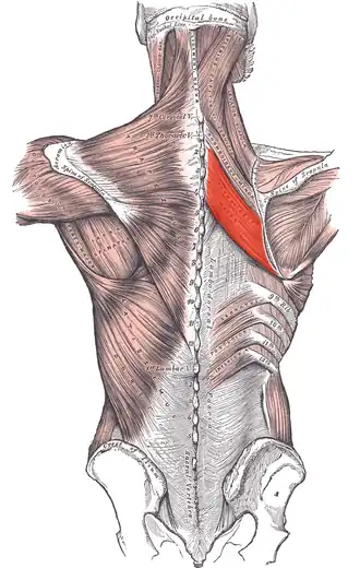 musculus rhomboideus major aan rechterzijde. Hij ligt onder de musculus trapezius