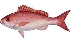 Rhomboplites aurorubens