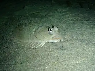 Rhombosolea tapirina