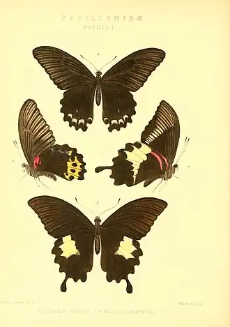 Papilio diophantus