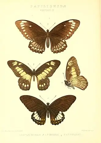 Graphium fulleri