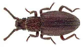 Rhopalocerus rondanii