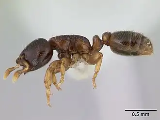 Rhopalomastix janeti