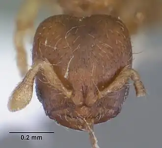 Rhopalomastix rothneyi