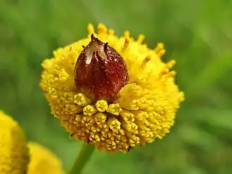 Gewone boerenwormkruidgalmug