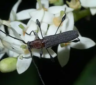 Rhopalophora longipes