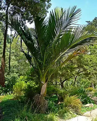 Rhopalostylis baueri