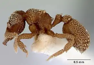 Rhopalothrix orbis