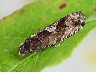 Prachtbosbesbladroller