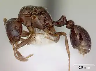 Rhoptromyrmex melleus