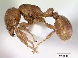 Rhoptromyrmex transversinodis