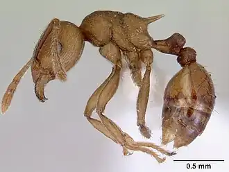 Rhoptromyrmex wroughtonii