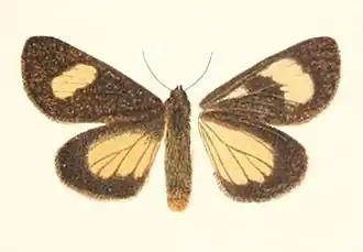 Rhosus pulverosa
