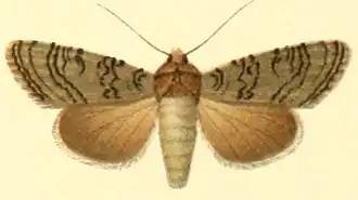 Euxoa sibirica