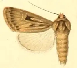Dichagyris truculenta