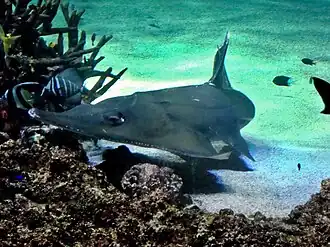 Rhynchobatus australiae