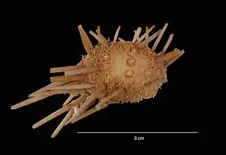 Rhynchocidaris triplopora