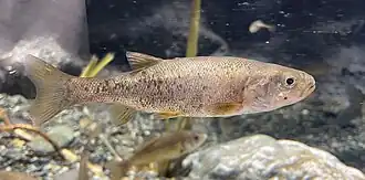 Rhynchocypris percnurus