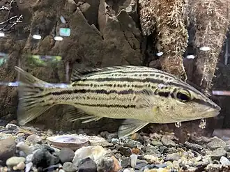 Rhynchopelates oxyrhynchus