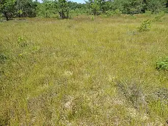 De associatie van veenmos en snavelbies, een acidofiel vegetatietype.