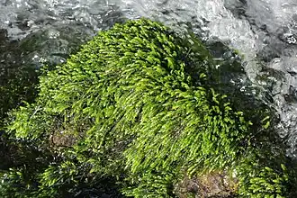 Close-up van de associatie