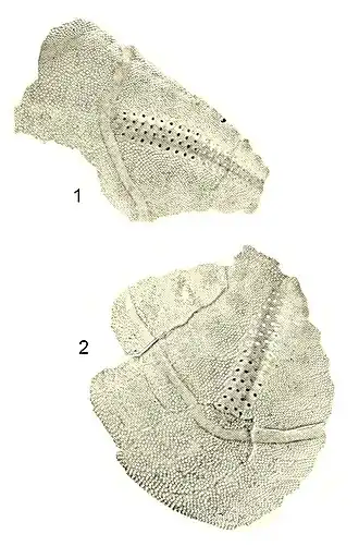 Rhynobrissus macropetalus