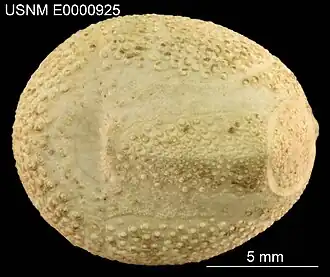 Rhynobrissus placopetalus