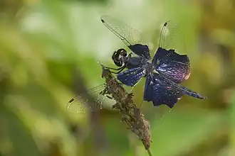 Rhyothemis triangularis
