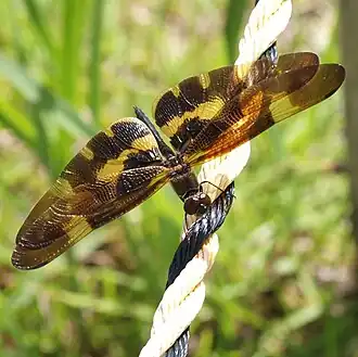 Rhyothemis imperatrix