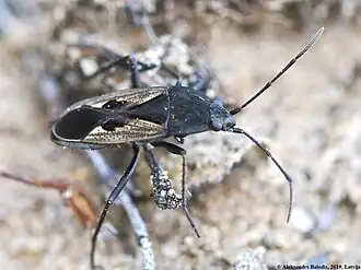 Rhyparochromus phoeniceus