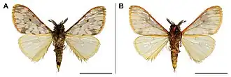Rhypopteryx rubripunctata