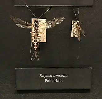 Rhyssa amoena