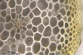 Dwarsdoorsnede stengel