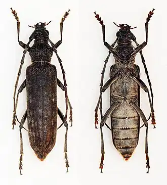 Rhytidodera griseofasciata