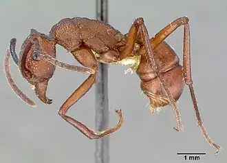 Rhytidoponera aurata