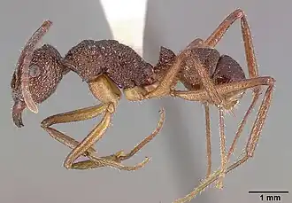 Rhytidoponera celtinodis