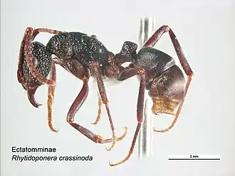 Rhytidoponera crassinoda