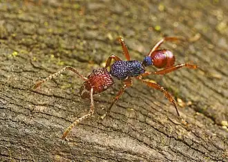 Rhytidoponera croesus