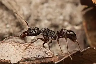 Rhytidoponera impressa