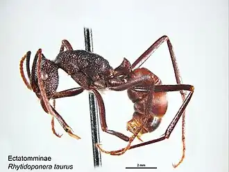 Rhytidoponera taurus