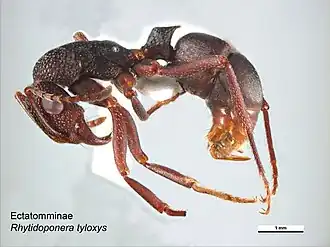 Rhytidoponera tyloxys