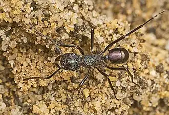 Rhytidoponera violacea