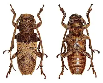 Rhytiphora ferruginea