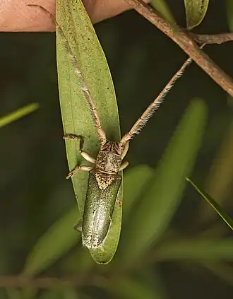 Rhytiphora nigrovirens