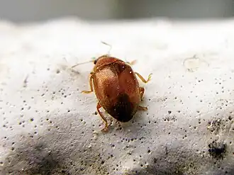 Graslandnepkapoentje