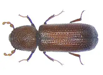 Rhyzopertha dominica