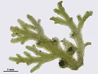 Riccardia multifida, plant met ingebedde sporangia