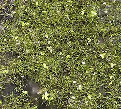 Drijvende thalli van gewoon watervorkje tussen klein kroos