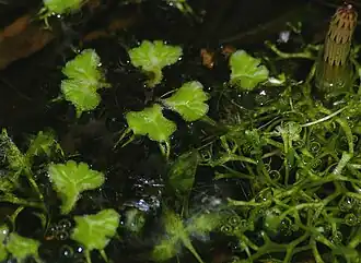 Close-up van de subassociatie met kroosmos