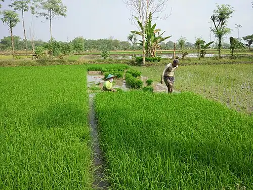Rijstvelden bij Kembangbahu, Lamongan